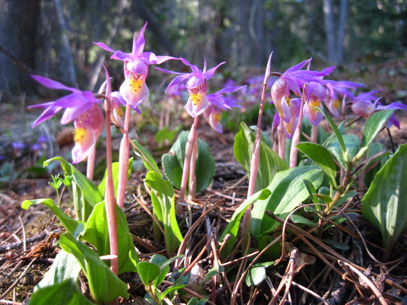Purple Orchids in Forest — Serene