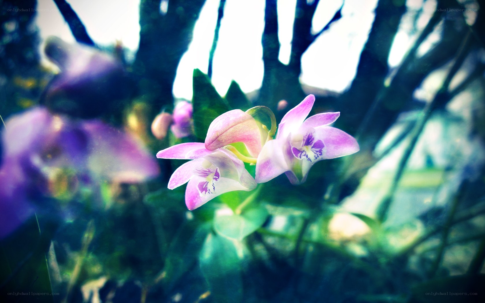 purple orchids in forest