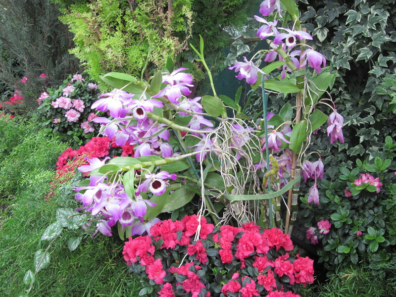 Purple Orchids in Garden — Calm