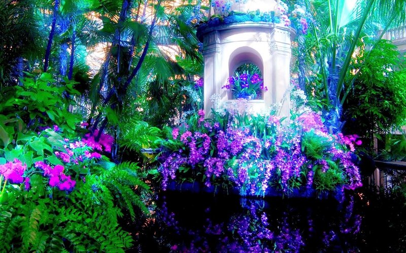 Purple Orchids in Garden — Lush, Photograph
