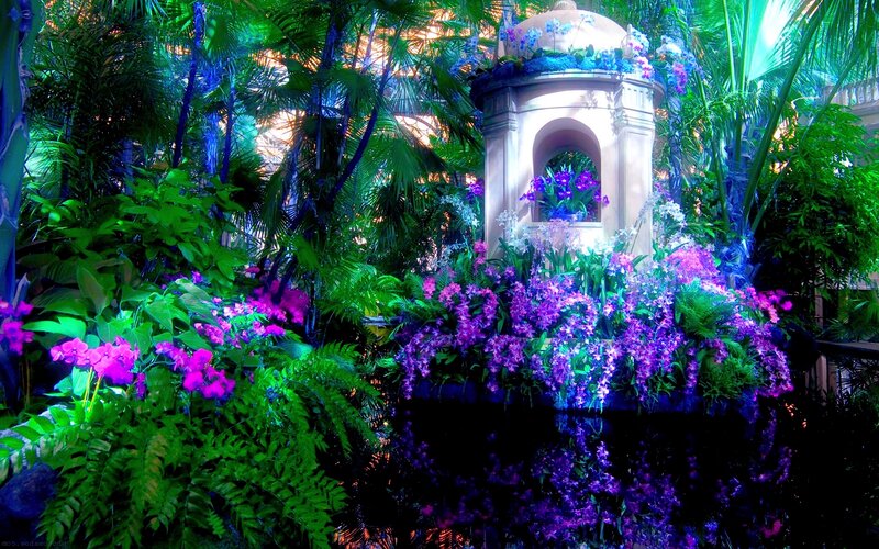 Purple Orchids in Garden — Lush