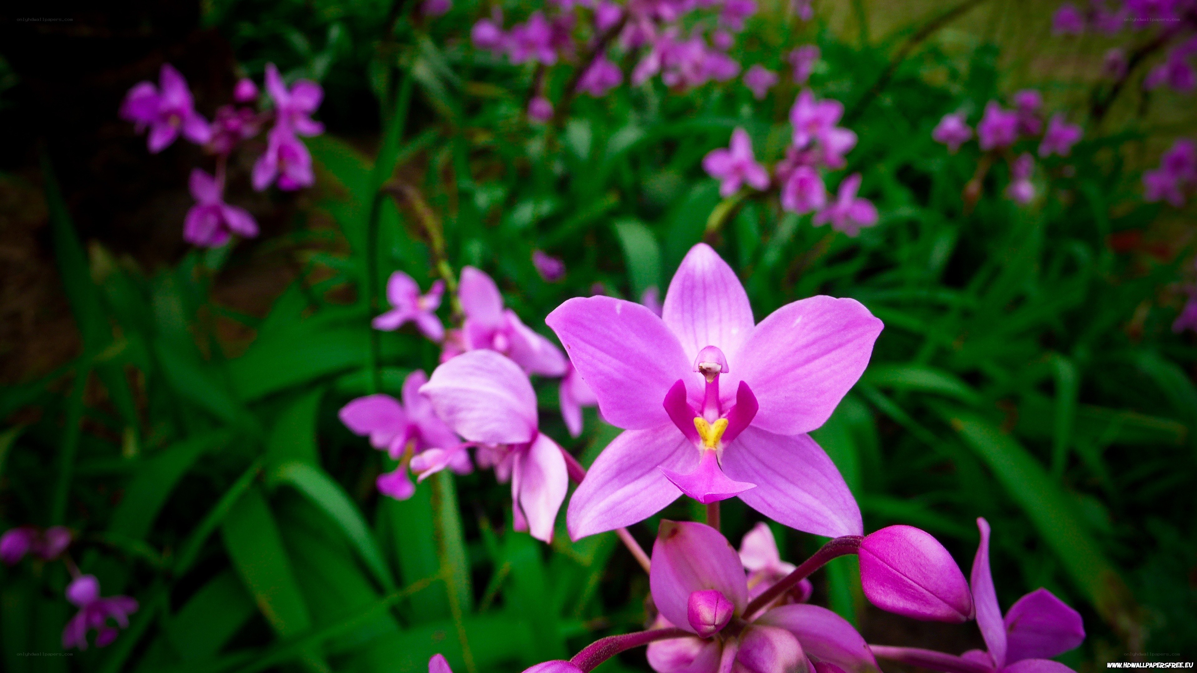 purple orchids in garden