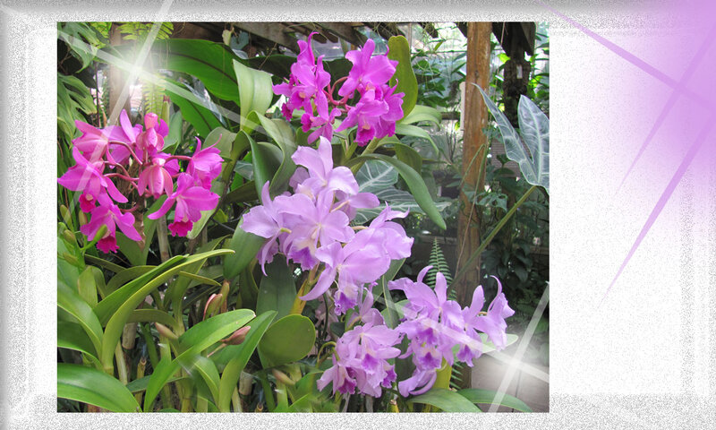 Purple Orchids in Greenhouse