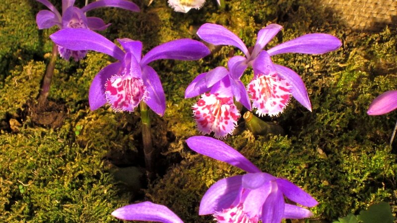Purple Orchids in Moss