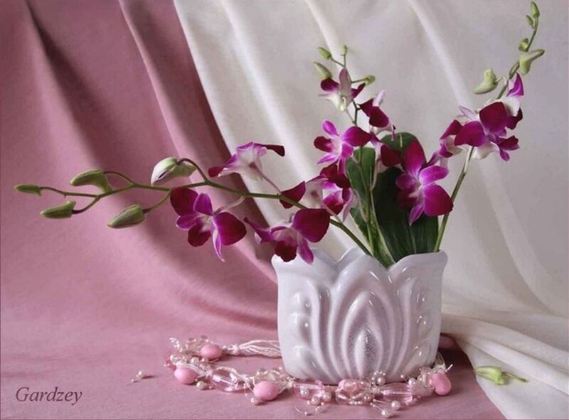 Purple Orchids in Vase — Pink
