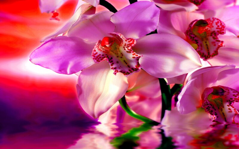 Purple orchids in vibrant colors