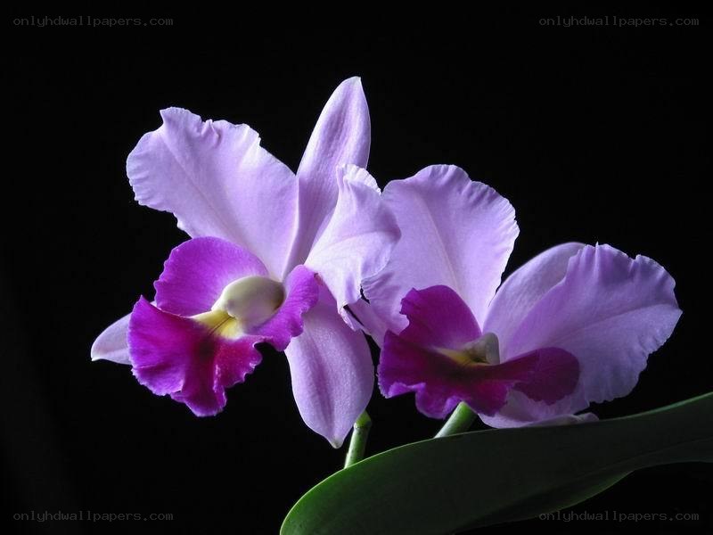 Purple orchids on black background