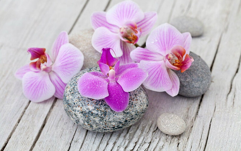 Purple Orchids on Stones — Pink
