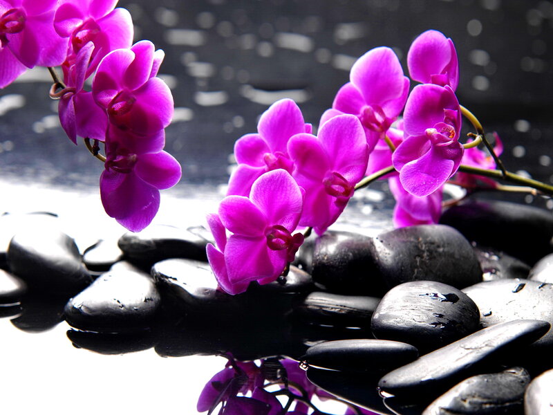 Purple Orchids on Stones — Serene, Photograph, Flowers
