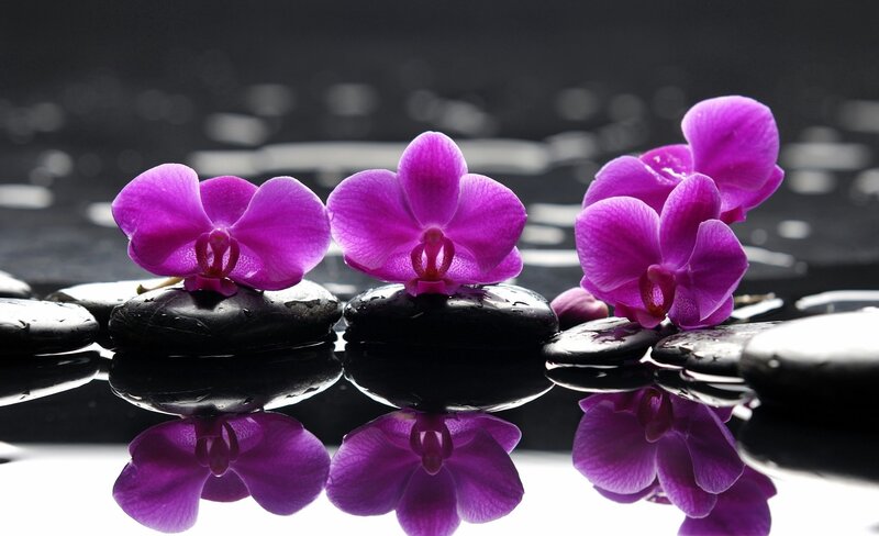 Purple Orchids on Stones — Serene, Photograph