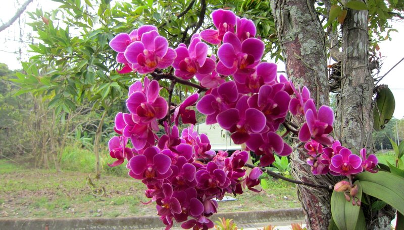 Purple Orchids on Tree