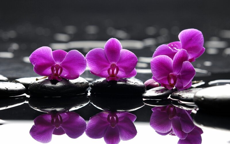 Purple orchids on wet stones