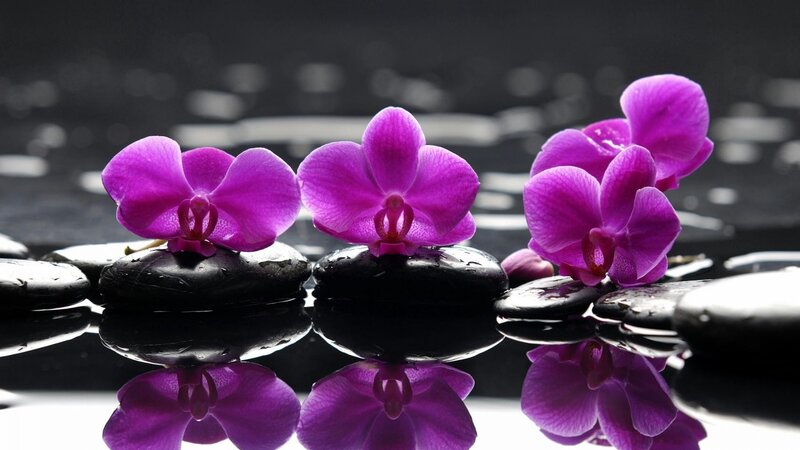 Purple orchids on wet stones
