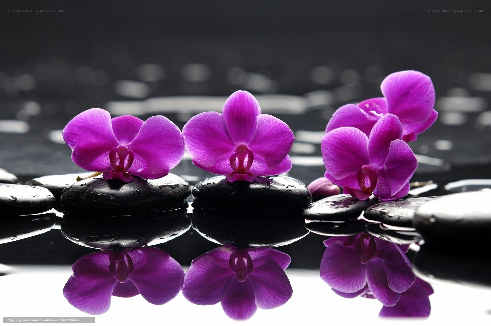 Purple orchids on wet stones