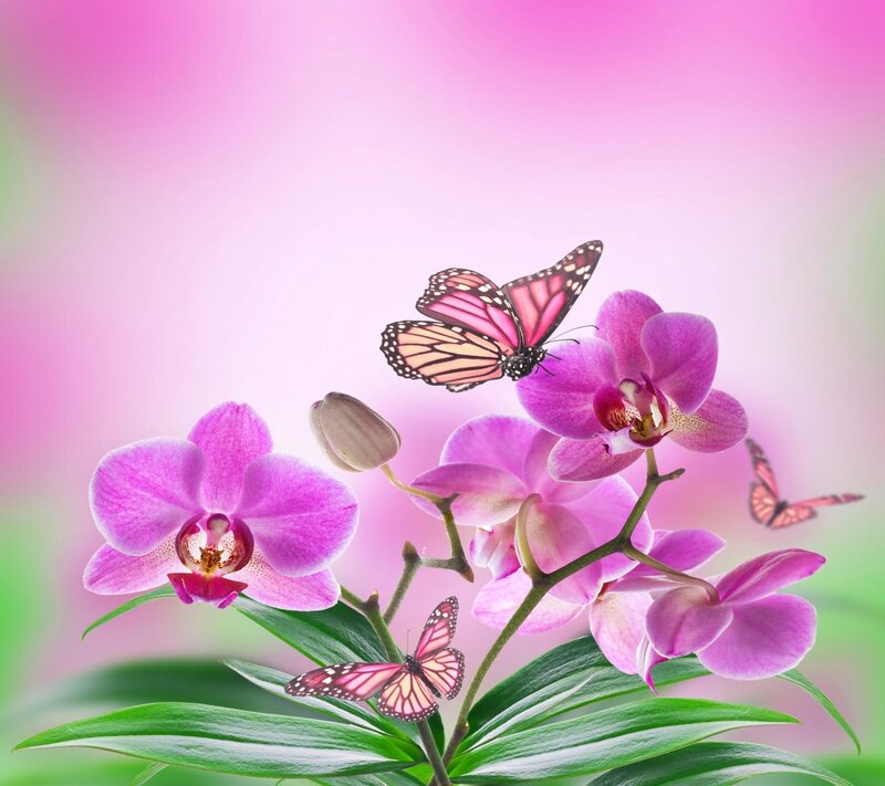 Purple Orchids with Butterflies — Pink