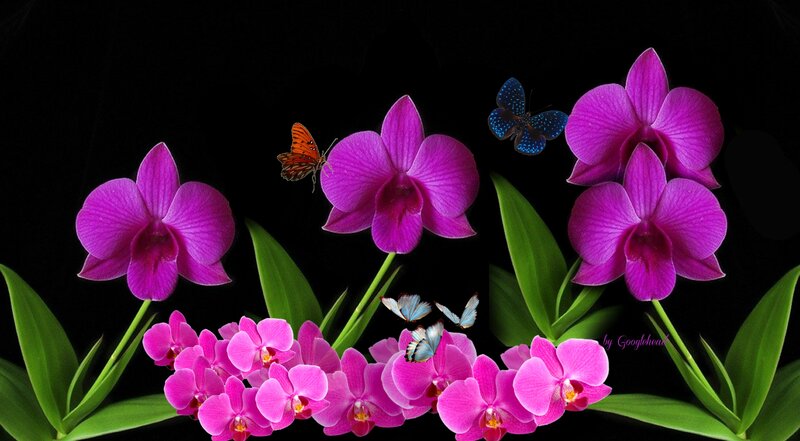 Purple Orchids with Butterflies
