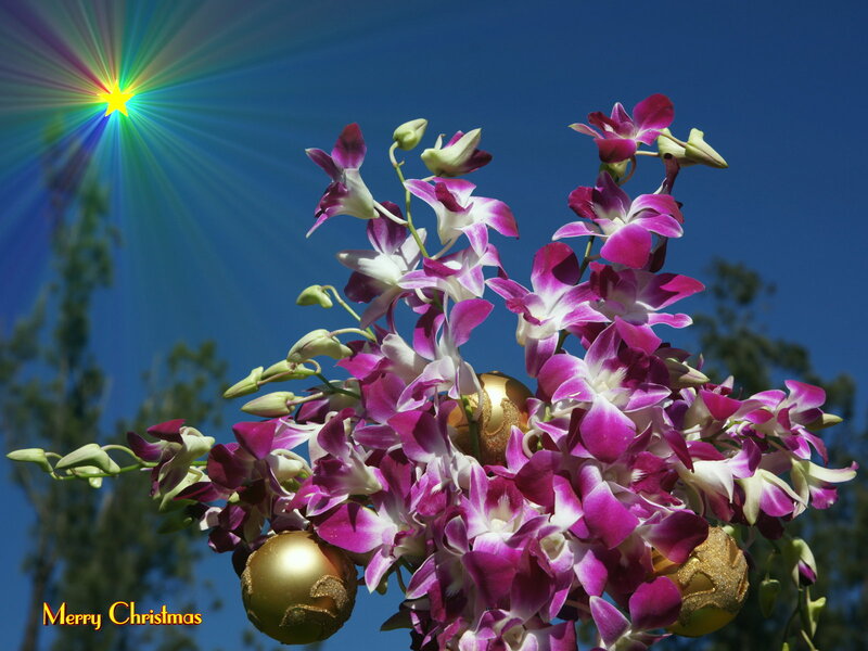 Purple Orchids with Ornaments — Festive