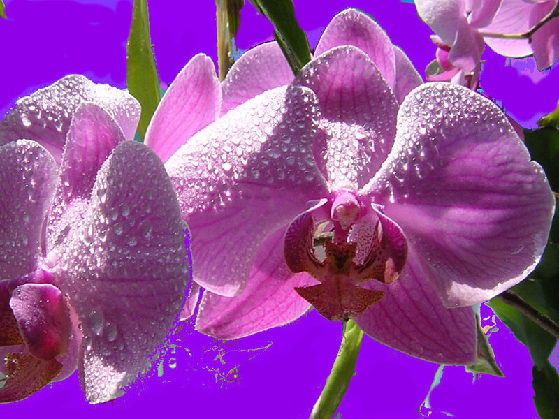 Purple orchids with water droplets