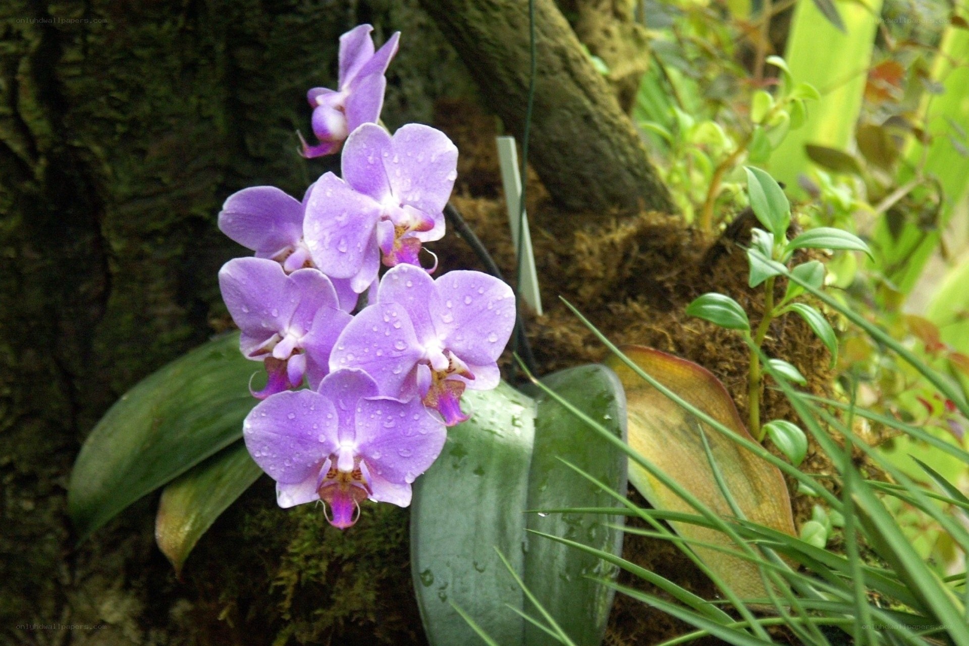 Purple orchids with water droplets