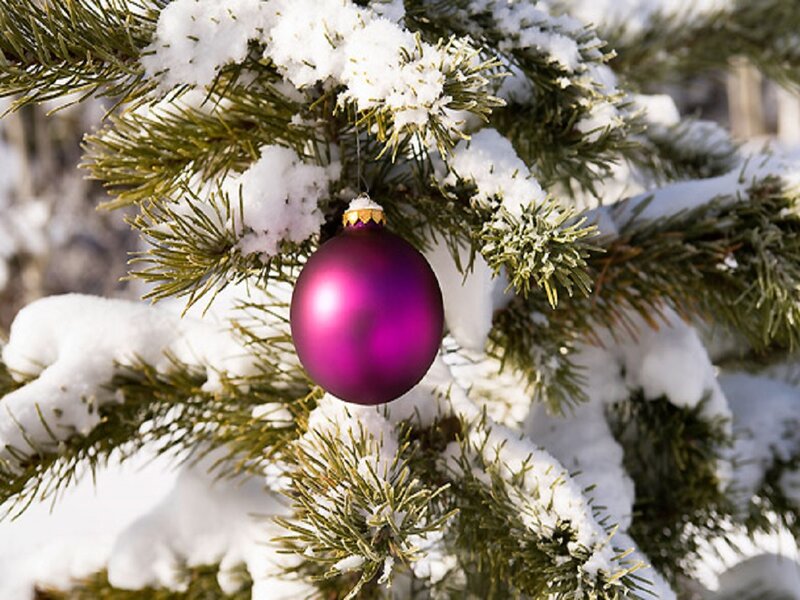 Purple Ornament on Tree — Calm