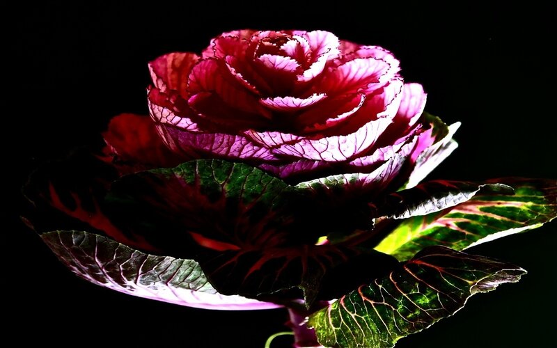 Purple Ornamental Cabbage — Dramatic