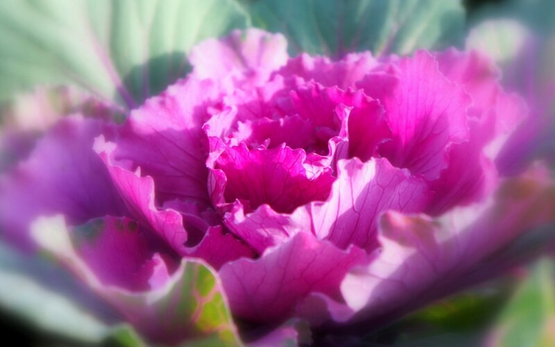 Purple Ornamental Cabbage — Serene