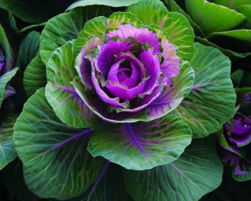 Purple Ornamental Cabbage — Vibrant