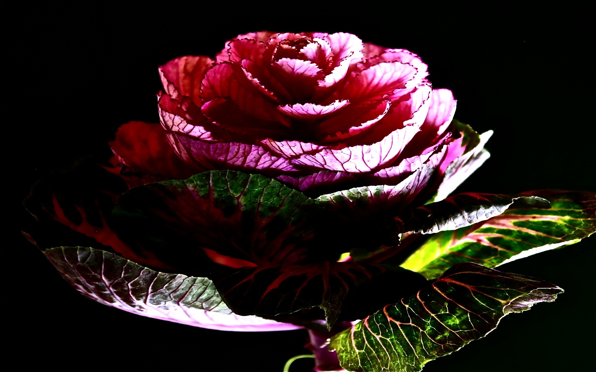Purple ornamental cabbage