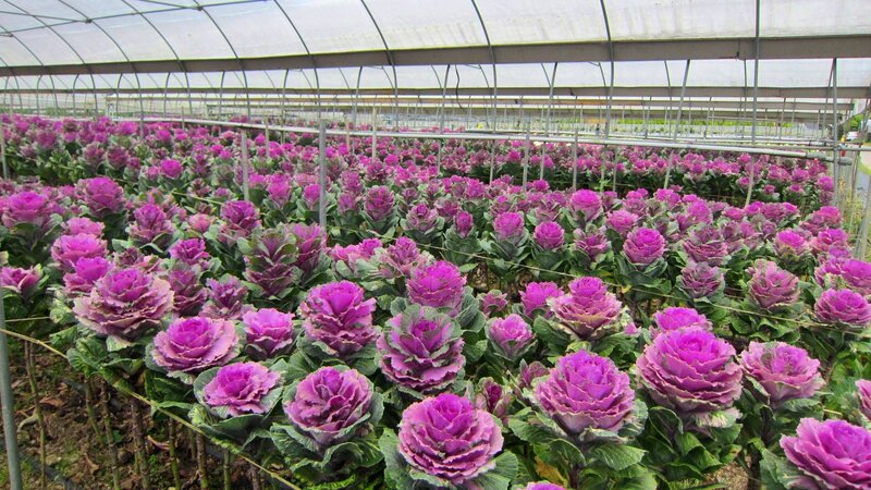 Purple Ornamental Cabbages
