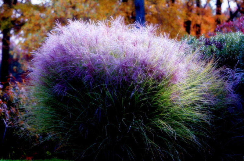 Purple ornamental grass in garden