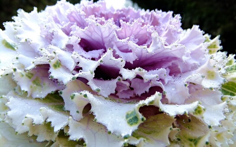 Purple Ornamental Kale — Calm, Morning