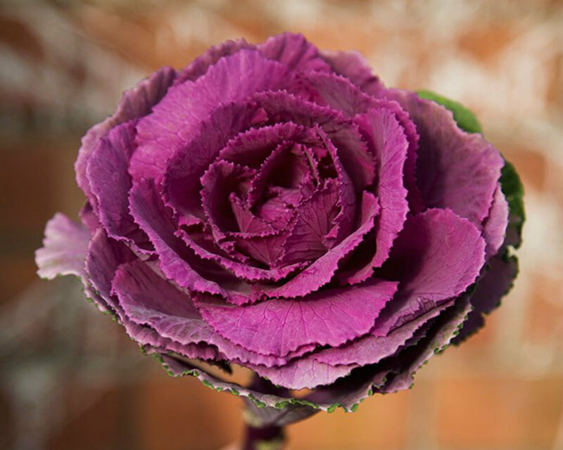 Purple Ornamental Kale — Calm, Photograph