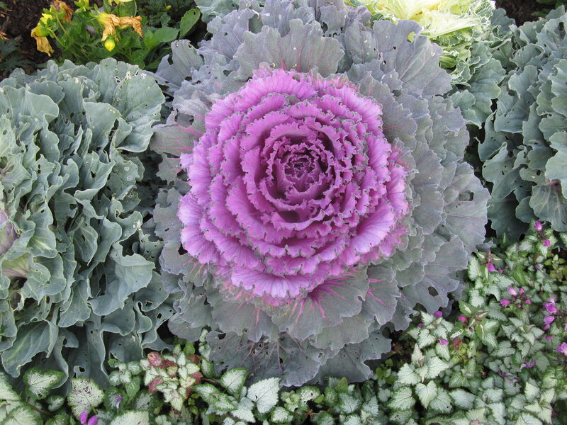 Purple Ornamental Kale — Calm