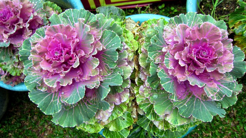 Purple Ornamental Kale — Green
