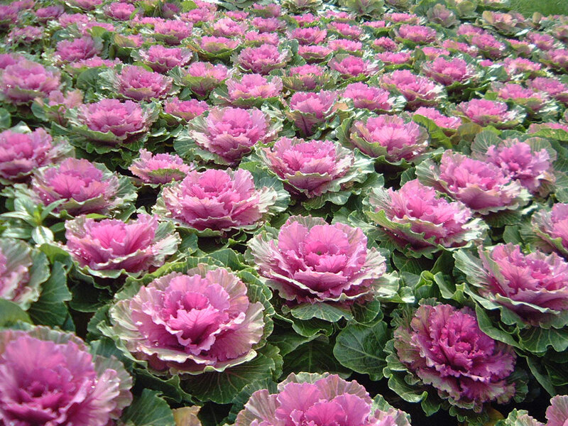 Purple Ornamental Kale — Pink, Calm