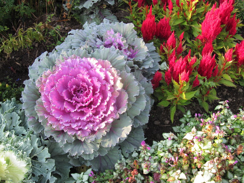 Purple Ornamental Kale — Pink, Colorful