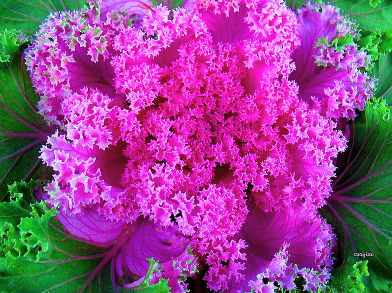 Purple Ornamental Kale — Pink
