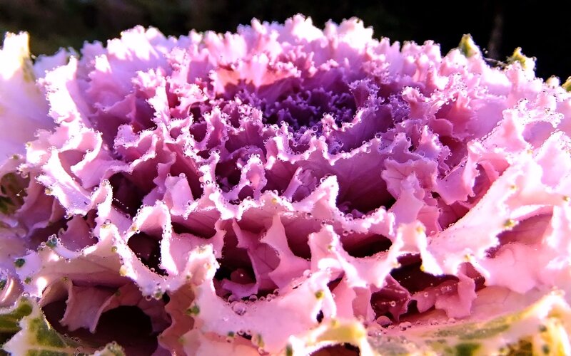 Purple Ornamental Kale — Pink, Vibrant
