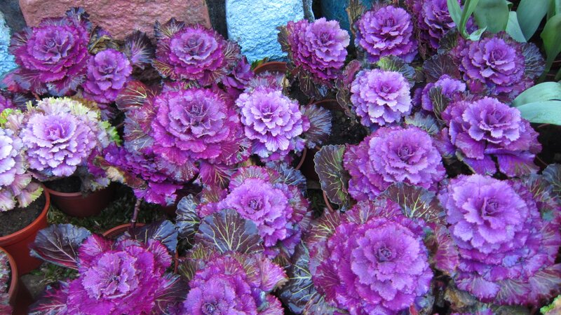Purple Ornamental Kale Plants — Calm