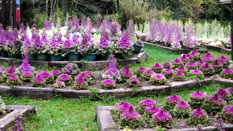 Purple Ornamental Kale Plants