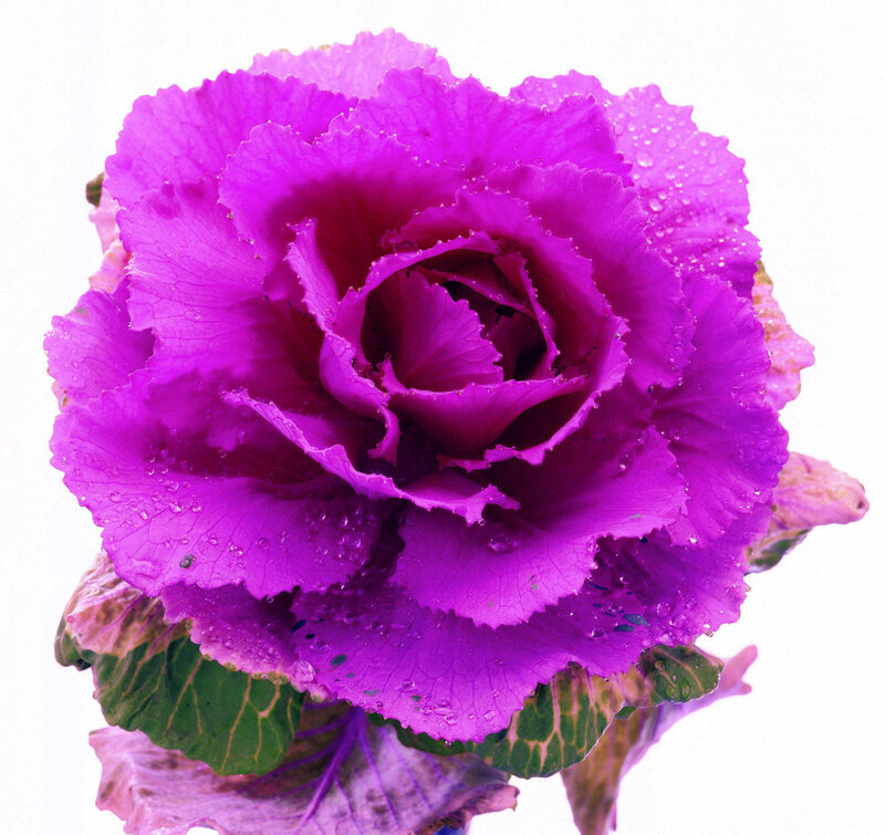 Purple Ornamental Kale — Vibrant