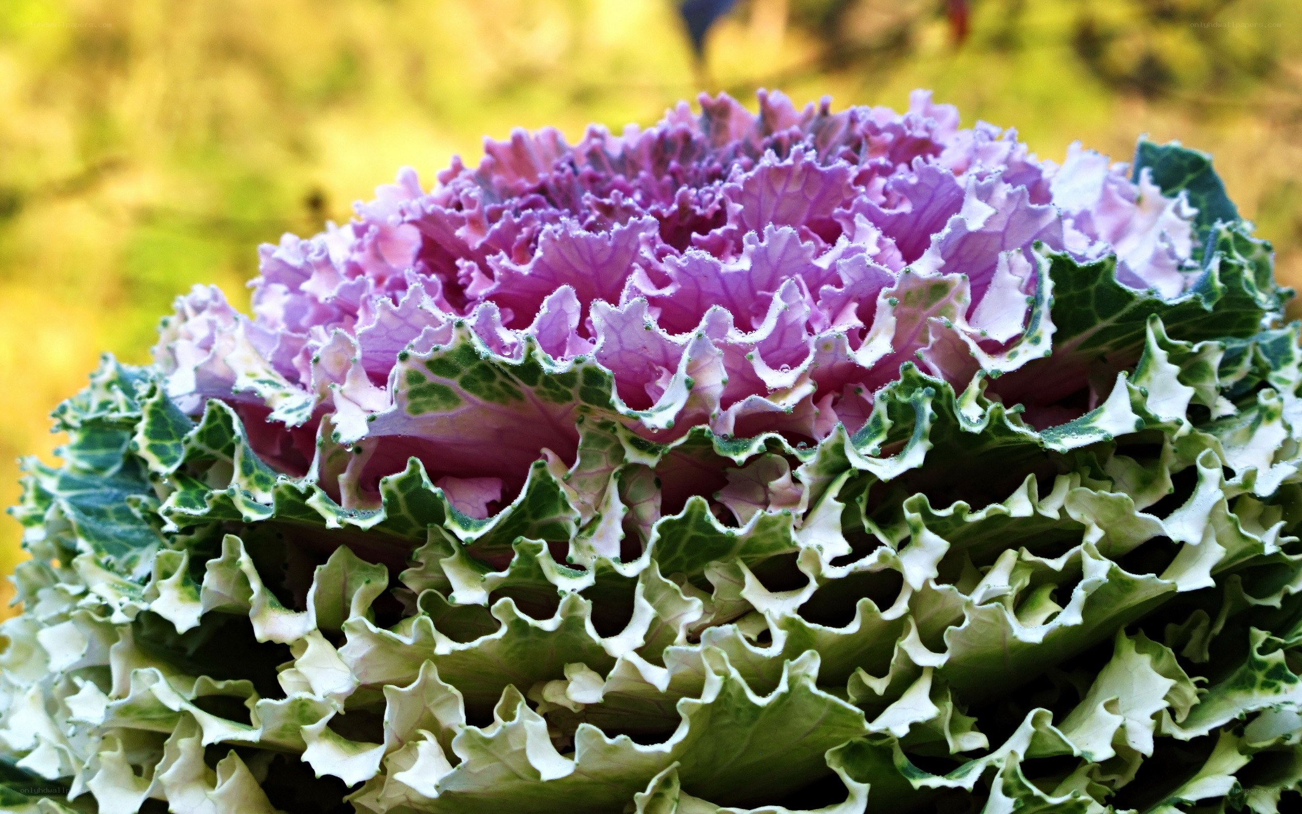 Purple ornamental kale