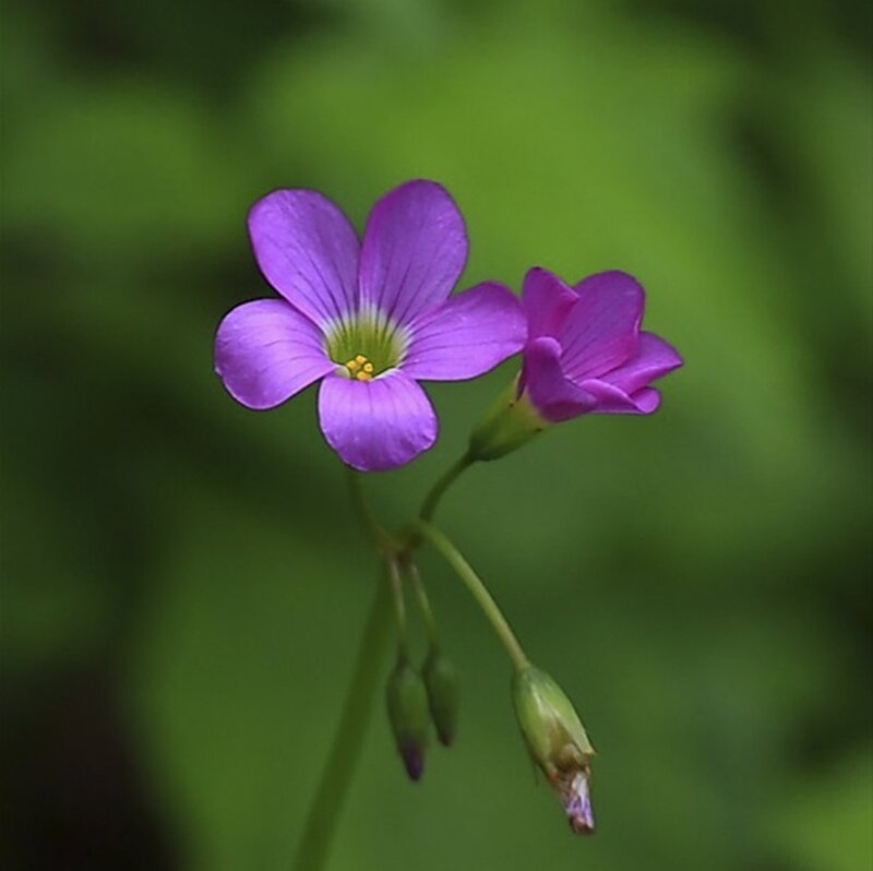 Purple Oxalis Flower