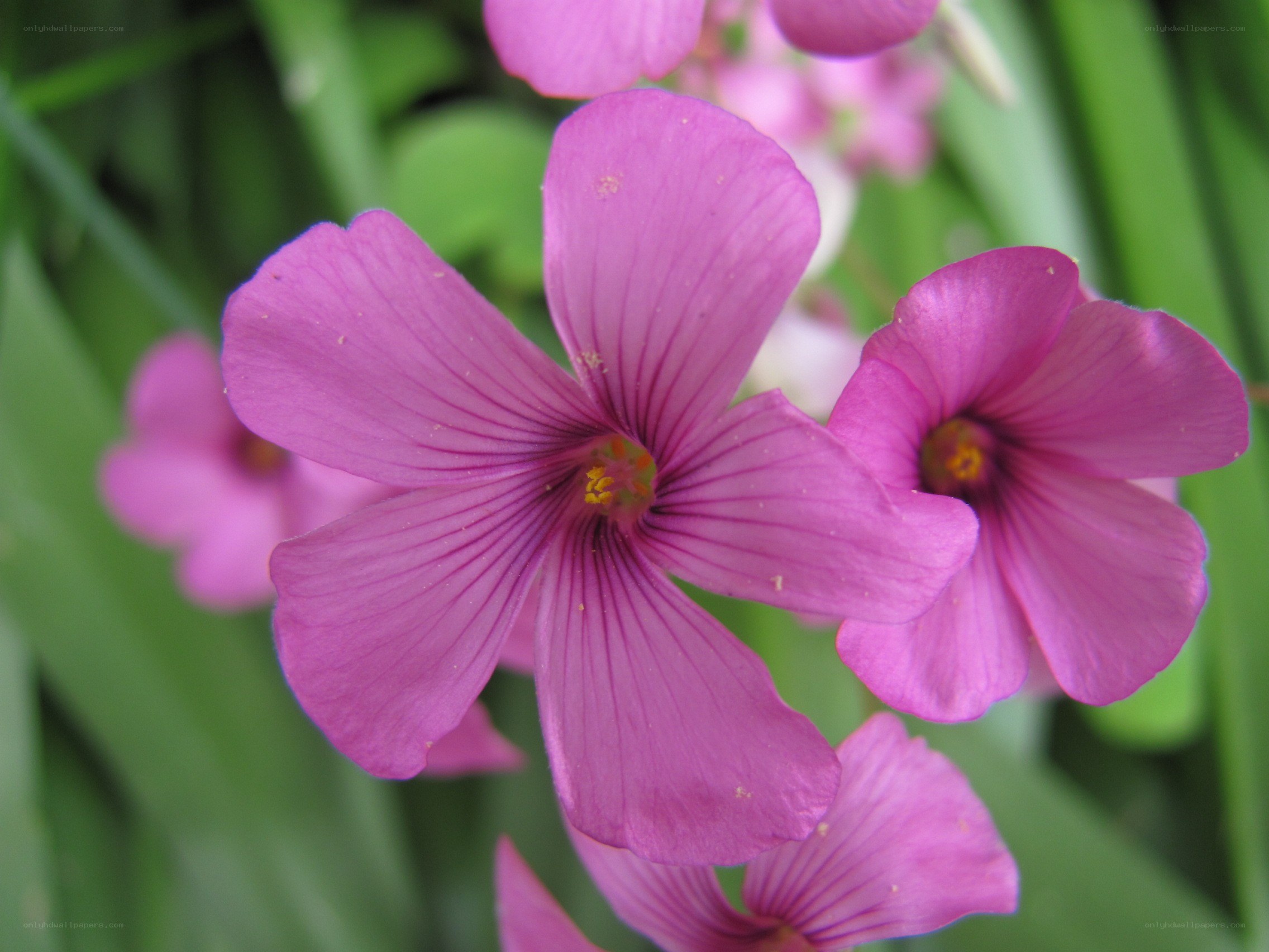 purple oxalis flowers