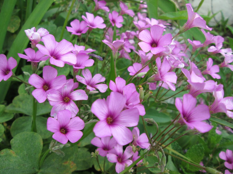 Purple Oxalis Flowers — Calm