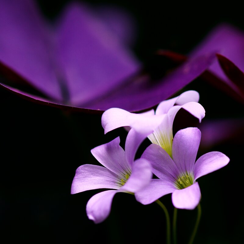 Purple Oxalis Flowers — Dramatic