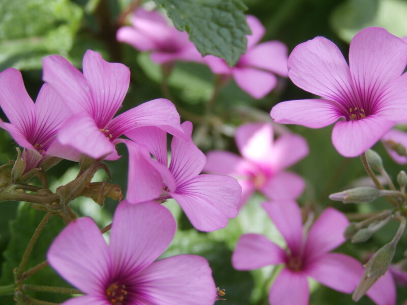 Purple Oxalis Flowers — Pink