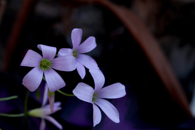 Purple Oxalis Flowers — Serene, Photograph, Stems