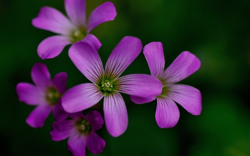 Purple Oxalis Flowers — Serene, Photograph