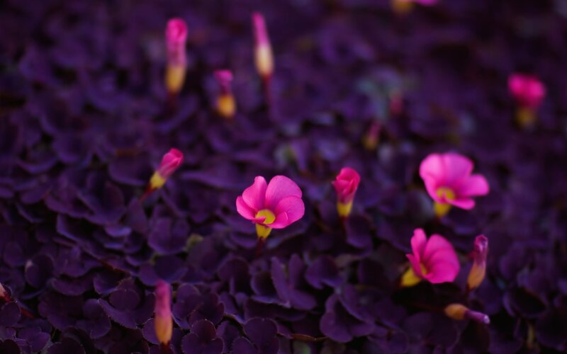 Purple Oxalis Flowers — Serene, Sunset